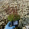 Saxifraga x arendsii 'Buttercream' - Arendsi kivirik 'Buttercream' P11/0,75L
